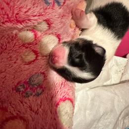 Gucci - Black parti male Pomeranian puppy in Leesburg, Virginia from Capital Poms & Pomskies