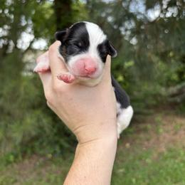 Bean - Black and white male American Corgi puppy in Foreman Ar., Arkansas from Grassy Lake Corgis
