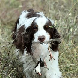 Mo - English Springer Spaniel