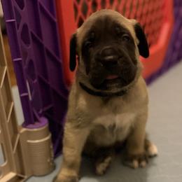 Navy Collar - Fawn male Mastiff puppy in Lincolnton, North Carolina from Little Mountain Mastiffs