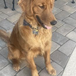 Golden Retriever Puppies from Arizona Dream Goldens