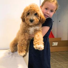 ROLLIE - male Cavapoochon puppy in Fredericksburg, Ohio from Timshell Farm Specialty Crossbreed Puppies
