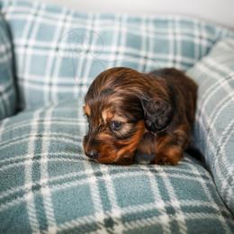 Tempe - Dapple male Dachshund puppy in Temecula, California from Naomi Magee's Dachshund Kennel