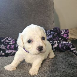 Rapunzel- purple collar - White female Bichon Frise puppy in Carthage, Missouri from Cooley's Cuddle Pups