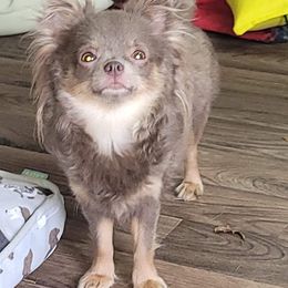 Chihuahua All Grown Up from Emadens