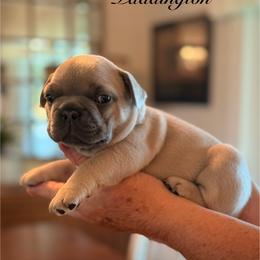 Paddington - Blue fawn male French Bulldog puppy in Hudsonville, Michigan from Willow Farm