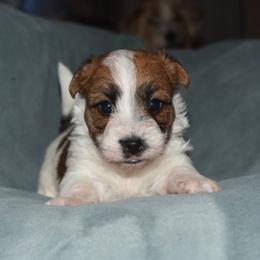 Juliet Boy 1 - White and tan male Russell Terrier puppy in Middletown, Virginia from DBF Russell Terriers