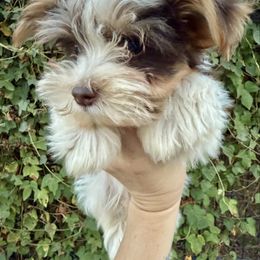 Valor - Chocolate, tan and white male Yorkshire Terrier puppy in Elgin, Texas from For The Love of Yorkies Texas