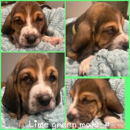 Light green male - Black and brown male Basset Hound puppy in Temple, Texas from Southern Rose Bassets