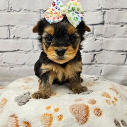 Chloe - Blue and gold female Yorkshire Terrier puppy in Monticello, Iowa from Ashley’s Puppies