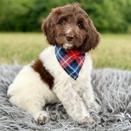 Hazel - Chocolate female Goldendoodle puppy in Natural Bridge, Virginia from Padgetts Hill Puppies