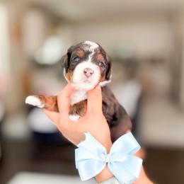 Mario-SuperMario - Merle male Bernedoodle puppy in Ontario, California from Teddy Doodles & Standard Poodles