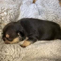 Count Chocula with OFA Parents - Tricolors male French Bulldog puppy in Billings, Montana from Yellowstone Frenchies