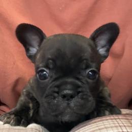 Boy 1 - Brindle male French Bulldog puppy in Livingston, Texas from Drake Home Frenchies
