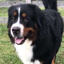 Milo - Bernese Mountain Dog