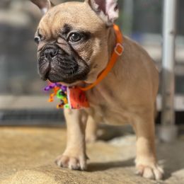 Black collar - French Bulldog puppy from Big Daddy Frenchies