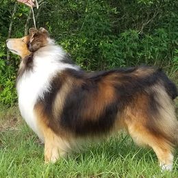 Collies from Mary Linstad's Collies