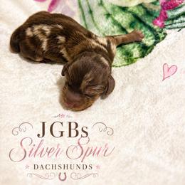 Dapple male - Dapple male Dachshund puppy in Pleasant Plains, Arkansas from JGBs Dachshunds