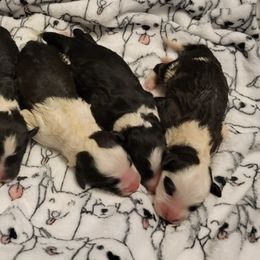 Old English Sheepdogs and Sheepadoodles from By Well Kennels