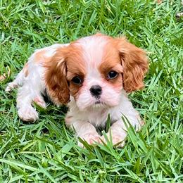 Big - Blenheim female Cavalier King Charles Spaniel puppy in Diberville, Mississippi from Sophie’s AKC Cavaliers