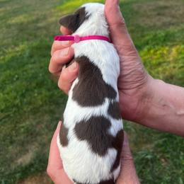 Pink collar - White and liver female English Springer Spaniel puppy in Sterling, Michigan from Springerdoodles In MI
