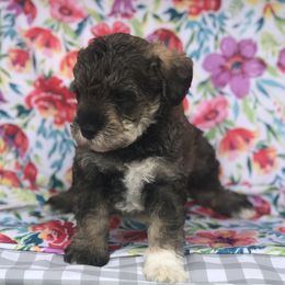 Goldendoodle, Schnoodle, and Sheepadoodle Puppies from Dood Ranch