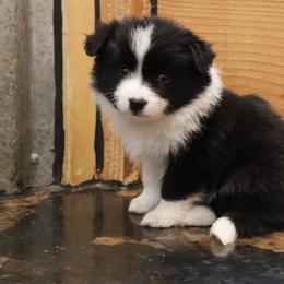 AKC Grand Champion Sired (BF1) - Black female Border Collie puppy in Noble, Oklahoma from CheckItOut Border Collies