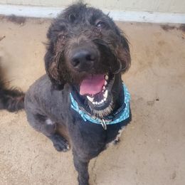 Goldendoodles, Poodles, and Shih Tzus from Dixie Doodles and More