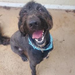 Goldendoodles, Poodles, and Shih Tzus from Dixie Doodles and More