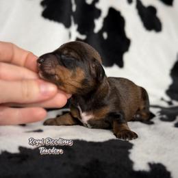 Theodore - Wild boar male Dachshund puppy in Wooldridge, Missouri from Royal Bloodline Canines