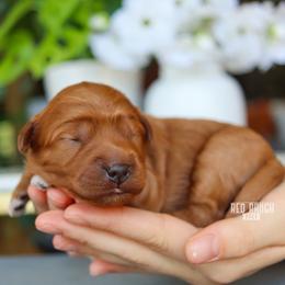 Dakota - Red  female Goldendoodle puppy in Salado, Texas from Red Ranch Dogs