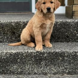 Golden Retriever Puppies from Hunnydew Goldens