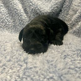 Otto - Black male Miniature Schnauzer puppy in Winterville, Georgia from Patty’s Little Pups