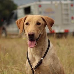 Selah - Labrador Retriever