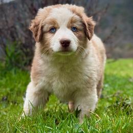 Sixes - Red merle male Miniature Australian Shepherd puppy in North Lakeport, California from Wild Rose Ranch