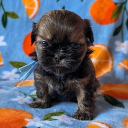 Dobby - Blue Collar - Sable male Shih Tzu puppy in Troy, Ohio from Ever After Tails