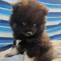 Pomeranian and Pomsky Puppies from Amazing High Desert Pomskys
