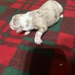 Red Merle - Red merle male Australian Shepherd puppy in Saratoga Springs, New York from Rock Springs Australian Shepherds