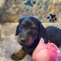 Dachshund Puppies from Pure Joy Dachshunds