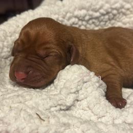 Male 2 - Golden rust male Vizsla puppy in Windsor, Maine from Pleasant Ridge
