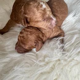 Davi - Red  male Goldendoodle puppy in Davie, Florida from Daviegoldendoodles