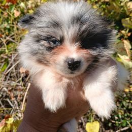 Bashful - Blue merle male Pomeranian puppy in Ada, Oklahoma from Once Upon A Puff
