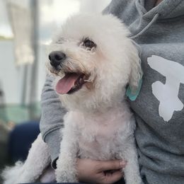 Snow White - Bichon Frise