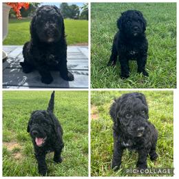 Black Boy - Black male Goldendoodle puppy in Lancaster, South Carolina from Silver Hill Farm SC