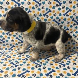 Girl 3 - Blue ticked and tan female Bluetick Coonhound puppy in Mount Pleasant, Texas from Harmons Hounds