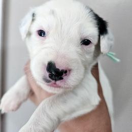 Teal - White and black female Dalmatian puppy in Gray, Georgia from Fuller Spots