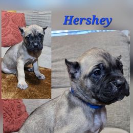 Hershey - Gray and fawn male Cane Corso puppy in Elkhart, Indiana from Martins Almighty Cane Corsos