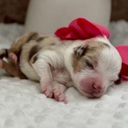 Faith - Red merle female Miniature Australian Shepherd puppy in Norman, Oklahoma from Raised Right Pups