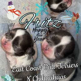 Fritz - Blue and white male Chihuahua puppy in Waxhaw, North Carolina from East Coast Bull Terriers N Chihuahuas