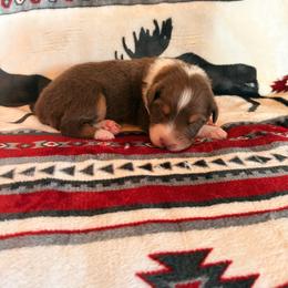 Boy 4 - Red tri-color male Australian Shepherd puppy in Clermont, Georgia from Chapman’s Australian Shepherds